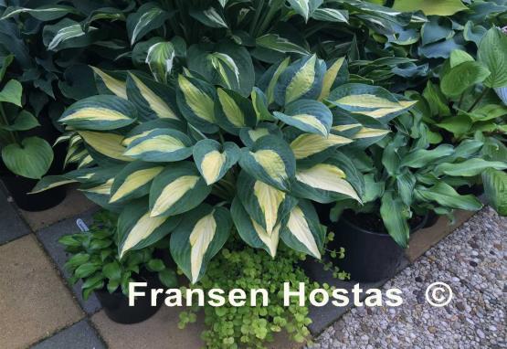 Hosta Hot Kiss